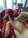 Relaxing Vizsla in Cozy Home