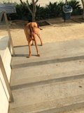 Furry Friend at LAPD Building