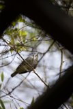 Sparrow's Refuge