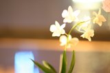 Solitude in Bloom
