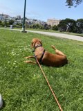 Frisbee Fun in Alamo Square
