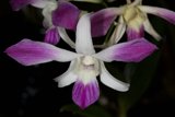 A Pair of Majestic Orchids