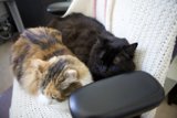A Feline Duo Resting Comfortably