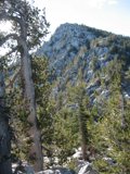 Majestic Mountain with Pine Tree in the Foreground