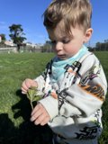 Nature's Little Explorer
