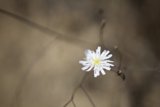 Lone Daisy in the Field