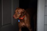 Meet Our Loyal Companion