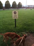 Two Canine Companions in the Winslow Park