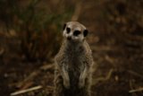 Meerkat Majesty at the Oakland Zoo