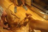 Puppy playtime on hardwood floor
