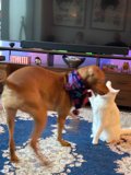 Furry Friends Entertain Themselves