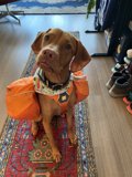 Pawsome Outdoors Adventure