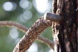 Textured Branch Detail in Soft Winter Light