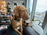 A City View with Man's Best Friend
