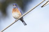 Serenade of the Bluebird