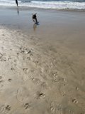 Man's Best Friend on the Hunt