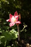 A Vivacious Blooming Story