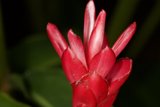 Vibrant Red Lily in the Sun