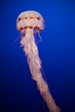 Mesmerizing Beneath the Waves