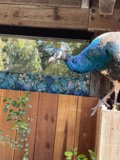 Regal Peacock Perched on a Wooden Fence