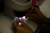 Microscopic examination