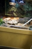 Lizard Haven