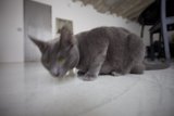 The Gray Abyssinian Cat Rests on Hardwood Floors