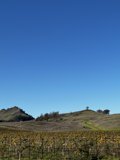 Rolling Hills and Lush Vines