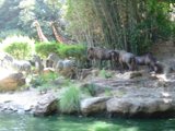A Day at the Zoo