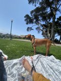 Park Pup