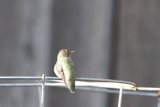 Tranquil Perch