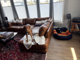 The Comfy Canine