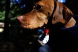 Cozy Canine Adventure in Napa