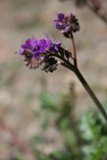 Majestic Purple Geranium