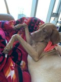 Hound and Human Relaxation