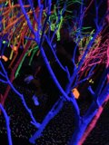 Glowing Forest Night