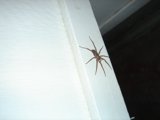 Arachnid in the Spotlight
