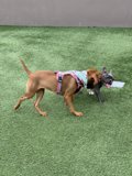 Canine Capers on the Green