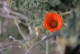 Solitary Orange