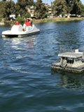 Relaxing on the Water with a Turtle Friend
