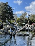 Birds on a Tree Branch in Stow Lake