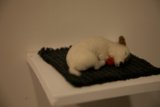 Serene Slumber: My Adorable Poodle