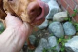 Furry Canine Kisses