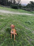 Majestic Vizsla in the Rolling Grasslands