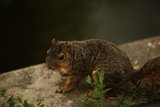 Squirrel's Day Out at Oakland Zoo