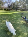 Majestic Peacock in the Park