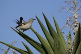 El Sereno's Songbird Charm