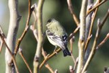 Serenade in the Branches