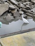 Serene White Bird at Richardson Bay