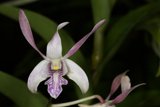 Majestic Purple Orchid